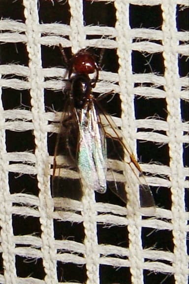 Crematogaster scutellaris photo 74