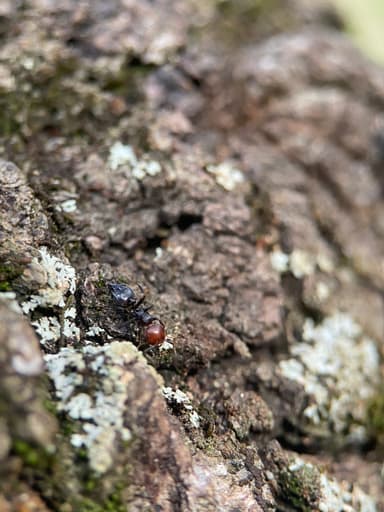 Crematogaster scutellaris photo 75