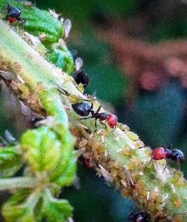 Crematogaster scutellaris photo 78