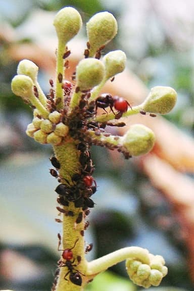 Crematogaster scutellaris — colony photo 82