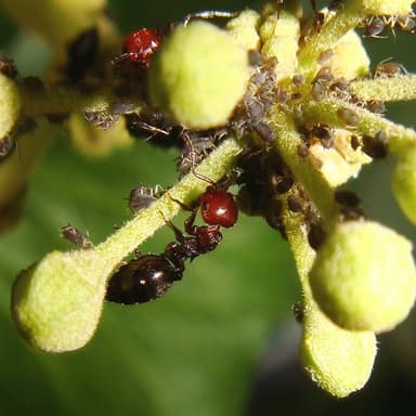 Crematogaster scutellaris — colony photo 87