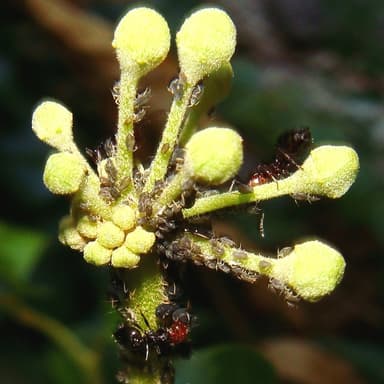 Crematogaster scutellaris — colony photo 88