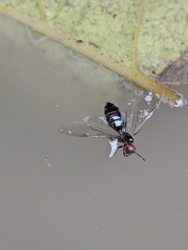 Crematogaster scutellaris photo 90