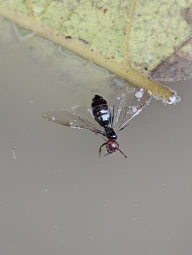 Crematogaster scutellaris photo 91