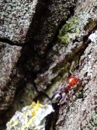 Crematogaster scutellaris photo 94
