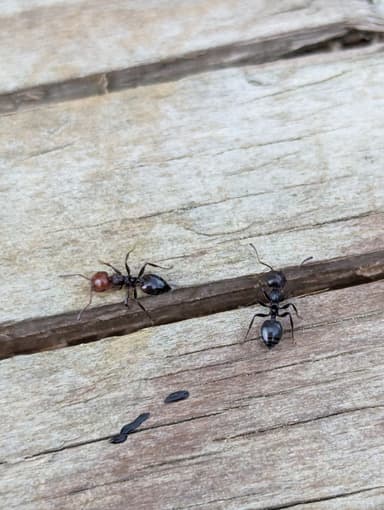 Crematogaster scutellaris — worker photo 101