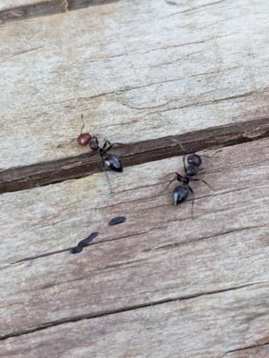 Crematogaster scutellaris — worker photo 102