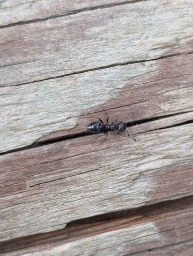 Crematogaster scutellaris — worker photo 103