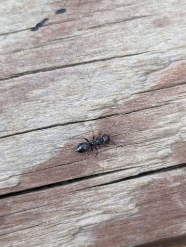 Crematogaster scutellaris — worker photo 104
