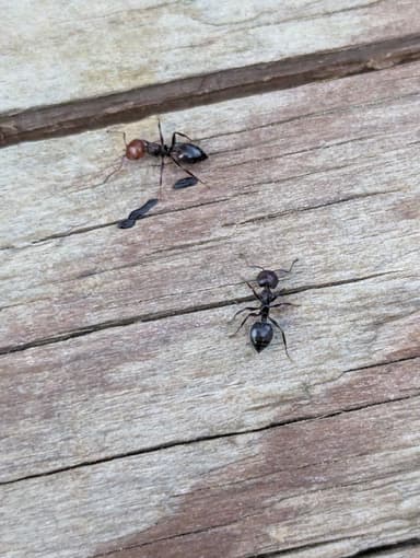 Crematogaster scutellaris — worker photo 105