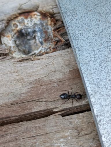 Crematogaster scutellaris — worker photo 106
