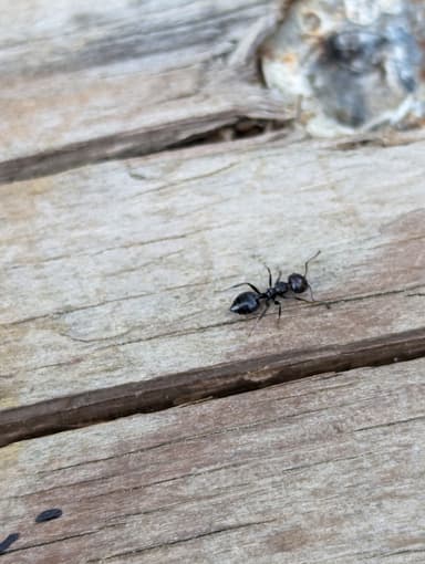 Crematogaster scutellaris — worker photo 107