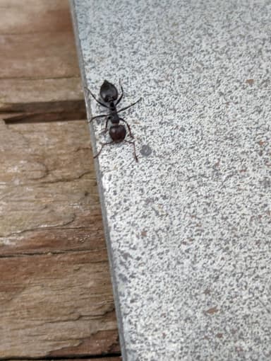 Crematogaster scutellaris — worker photo 109