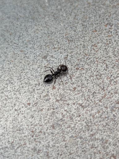 Crematogaster scutellaris — worker photo 110
