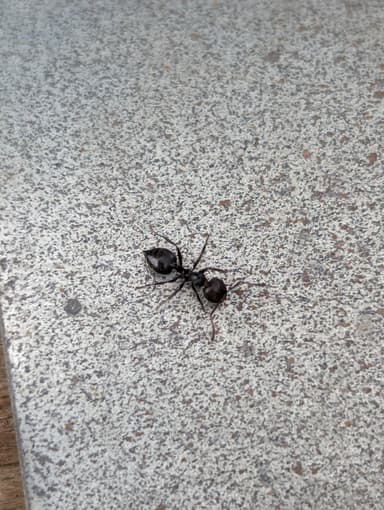 Crematogaster scutellaris — worker photo 111