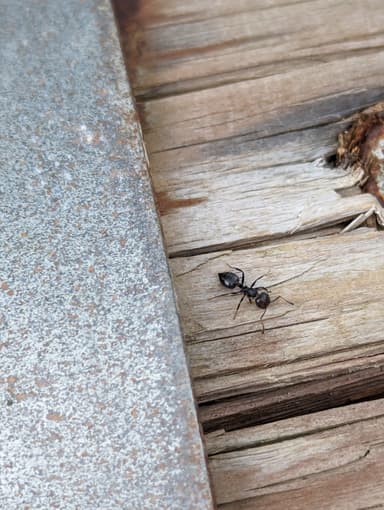 Crematogaster scutellaris — worker photo 112