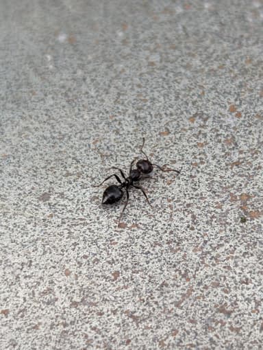 Crematogaster scutellaris — worker photo 113