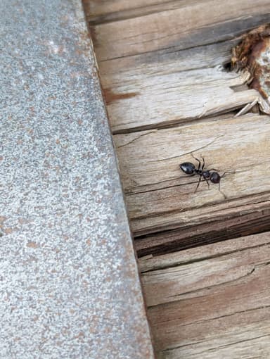 Crematogaster scutellaris — worker photo 114