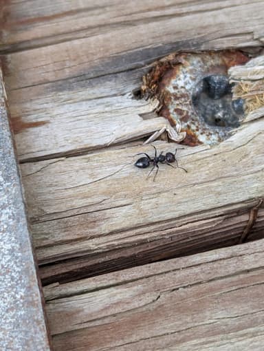 Crematogaster scutellaris — worker photo 116