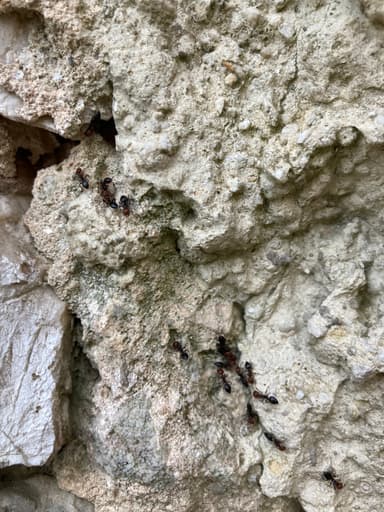 Crematogaster scutellaris photo 119