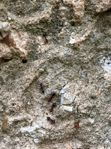 Crematogaster scutellaris photo 120