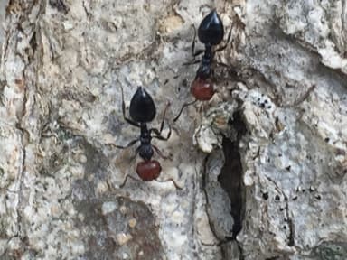 Crematogaster scutellaris photo 123