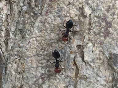 Crematogaster scutellaris photo 124