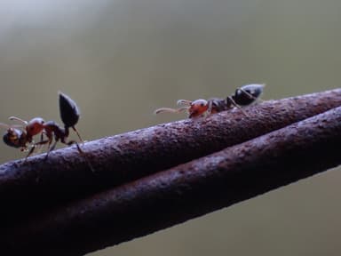 Crematogaster scutellaris photo 126