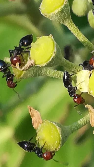 Crematogaster scutellaris photo 129