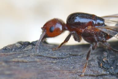 Crematogaster scutellaris photo 133