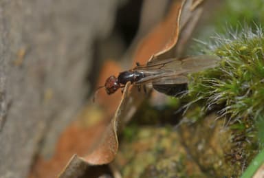 Crematogaster scutellaris photo 134
