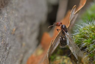 Crematogaster scutellaris photo 135