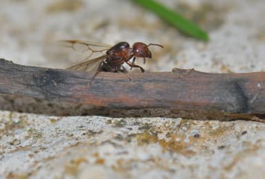 Crematogaster scutellaris photo 137