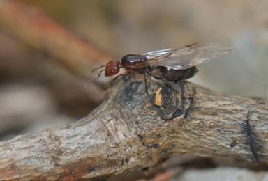 Crematogaster scutellaris photo 138
