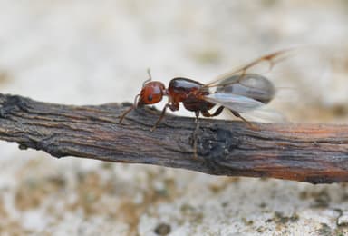 Crematogaster scutellaris photo 139