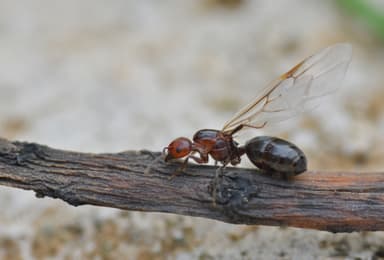 Crematogaster scutellaris photo 140
