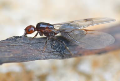 Crematogaster scutellaris photo 141