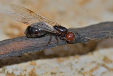 Crematogaster scutellaris photo 142