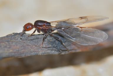 Crematogaster scutellaris photo 143