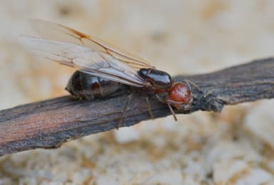 Crematogaster scutellaris photo 145