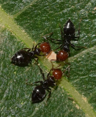 Crematogaster scutellaris photo 146