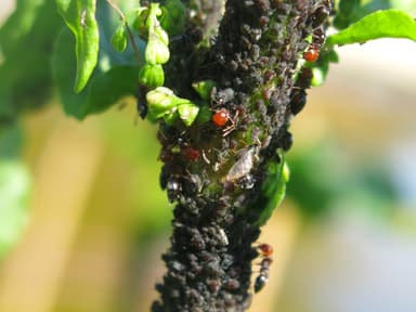 Crematogaster scutellaris photo 147