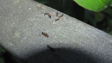 Crematogaster scutellaris photo 148