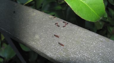 Crematogaster scutellaris photo 149