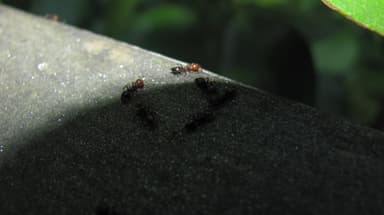 Crematogaster scutellaris photo 150