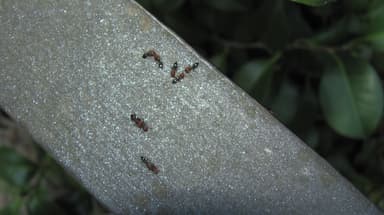 Crematogaster scutellaris photo 151
