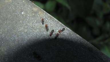 Crematogaster scutellaris photo 152