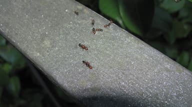 Crematogaster scutellaris photo 153