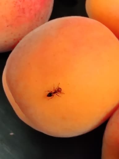 Crematogaster scutellaris photo 154