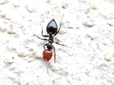 Crematogaster scutellaris photo 157